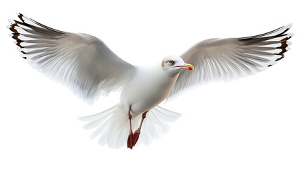 Fototapeta premium seagull on a transparent background