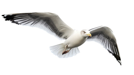 Obraz premium seagull on a transparent background