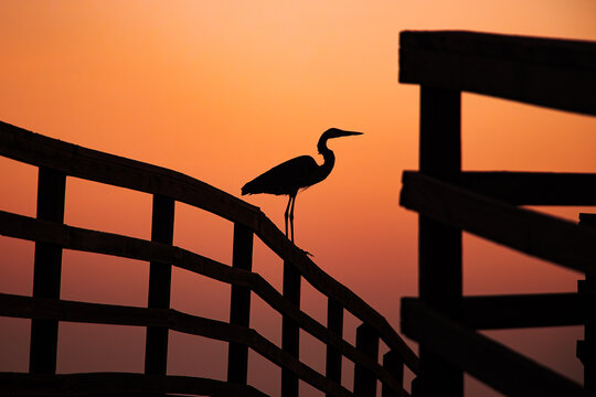 Heron at Sunset