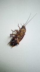 close up of a dead cockroach on a white floor, cockroaches are one of the insect orders (Blattodea)...
