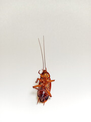Dead cockroach on the floor after being sprayed with pesticide, Selective focus dead house cockroach