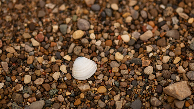 Shell on the Beach