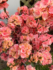 pink flowers