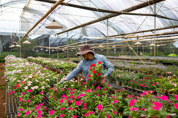 Young Asian gardener is choosing flowering plant from local garden center nursery full of summer plant for weekend gardening and outdoor hobby concept