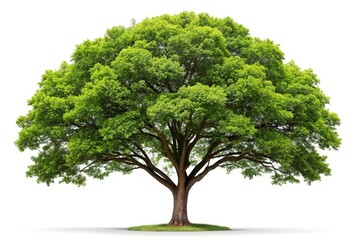 Obraz premium Reflected tree on white background of nature and seasons