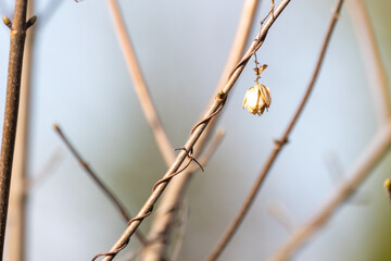 An intriguing closeup of a delicate branch showcasing a budding flower beautifully set against a...