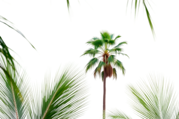 A solitary palm tree surrounded by lush green fronds on a bright background, highlighting tropical beauty and serenity