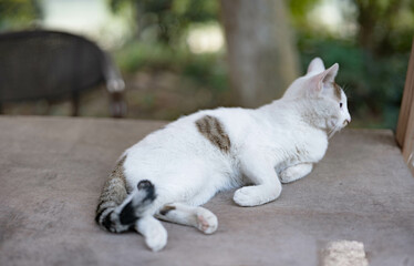 Relaxed kitten living outdoors,People interact with kittens