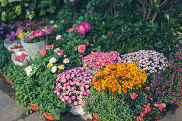 Home garden, flower planting, garden planting, farmers market, succulents, lilies, colorful home life and lifestyle