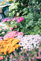 Home garden, flower planting, garden planting, farmers market, succulents, lilies, colorful home life and lifestyle