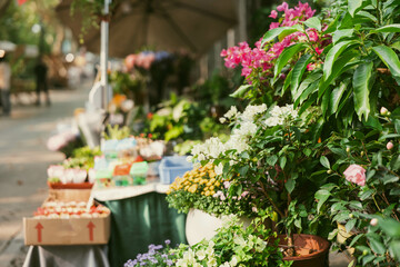 Home garden, flower planting, garden planting, farmers market, succulents, lilies, colorful home life and lifestyle