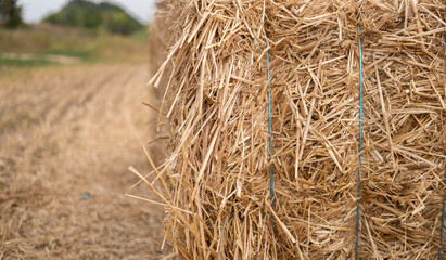 Bales of hay stacked neatly in a rural field during early autumn under a clear sky