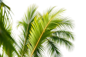 Fototapeta premium Lush green palm leaves swaying in the gentle breeze against a bright white sky in a tropical paradise during midday