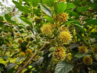 flowers of a plant with leaves