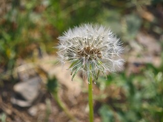Close-up of a beautiful dandelion flower in Ha Giang