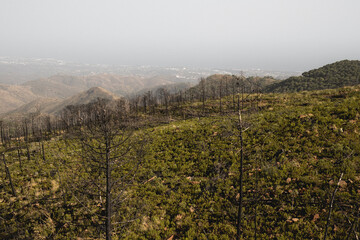 Vista del pueblo de Estepona desde la montaña con algunos árboles quemados