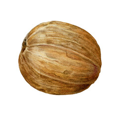 Nutmeg whole nut watercolor vintage style illustration. Nature raw organic spice Myristica fragrans. Hand drawn muscat nutmeg using in medicine, food ingredient and aromatherapy on white background