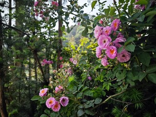 rose flowers in the garden