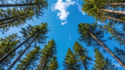 Obraz premium A stunning view of towering trees reaching up towards a bright blue sky with fluffy clouds, perfect for nature enthusiasts.