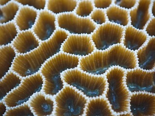 coral reef float on water