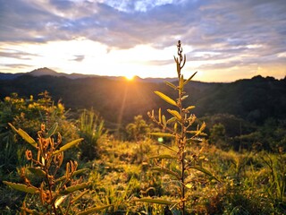 beautiful sunrise, sky and grass, Ta Nang Phan Dung forest, Vietnam