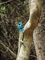lizard on a tree