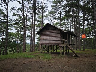 wooden house in pine forest in Lam Dong