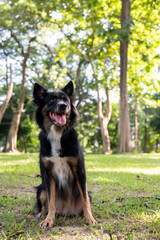 A beautiful, healthy dog with long fur is sitting on the grass in a lush green park on a sunny day.