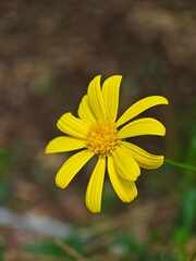 yellow flower in the garden