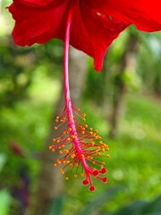 close-up hibiscus pistil