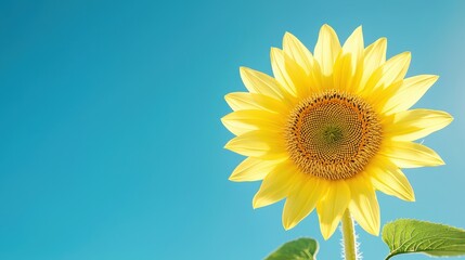 Obraz premium Vibrant Yellow Sunflower Against Blue Sky