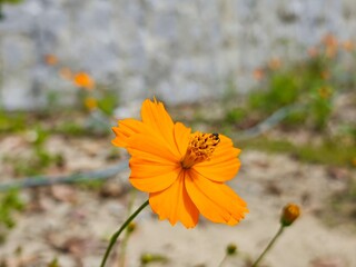 yellow cosmos flowers in the garden