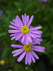 Obraz premium Aster amellus flower in the garden