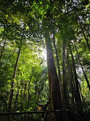green trees under the sunlight