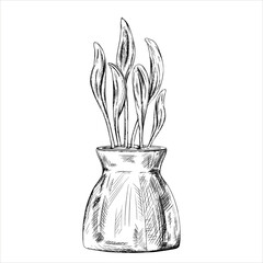 Vector illustration of Sprouted grains of young corn in ceramic pot. Organic micro greens. A plant for home cultivation in pots, landscaping of the infield painted by black inks in linear style