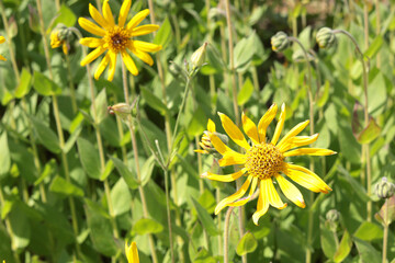Obraz premium Yellow flower and green leaves close-up. Nature in summer. Bokeh in background. Copy space for text. 