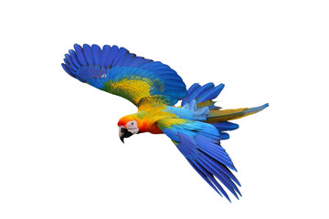 Colorful flying Camelot Macaw parrot isolated on transparent background png file