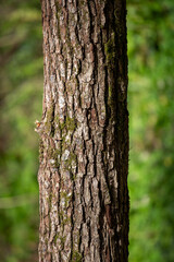 A tree trunk with moss growing on it