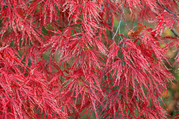 Close up view of Crimson Queen Japanese Maple, also known as Acer Palmatum.