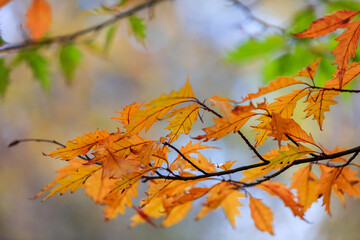Close up shot of colorful Oak tree leaves in autumn time.