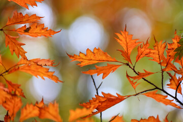 Close up shot of colorful Oak tree leaves in autumn time.