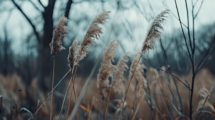 Obraz premium Brown dry ears of grass, reed over blurred grey sky, dark tree branches. Moody autumn, winter landscape. Closeup of fading wild plants. Seed stalks. Defocused background. Seasonal nature concept. 
