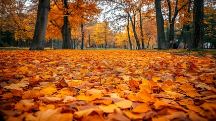 Orange fall leaves in park, autumn natural background 