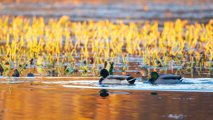 Different ducks in the lake with autumn tree reflections.