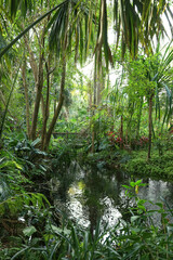 Tropical plant garden in side Harry P Leu gardens in Orlando.