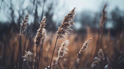 Fototapeta premium Brown dry ears of grass, reed over blurred grey sky, dark tree branches. Moody autumn, winter landscape. Closeup of fading wild plants. Seed stalks. Defocused background. Seasonal nature concept. 