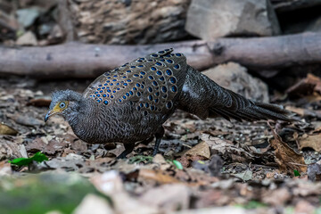 Obraz premium Grey Peacock Pheasant Yellow around the eyes, some are light red or pink. The body's fur is gray with densely distributed yellowish-white fine spots. The neck is white.