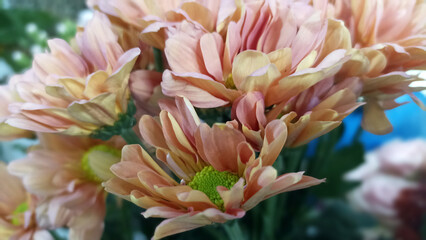 Peach daisy flowers. Floral nature backgrounds. Natural spring flower backgrounds.