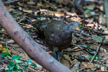 Grey Peacock Pheasant Yellow around the eyes, some are light red or pink. The body's fur is gray with densely distributed yellowish-white fine spots. The neck is white.