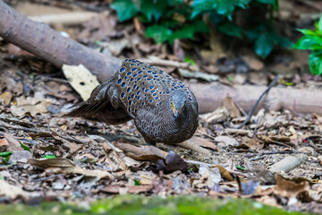 Grey Peacock Pheasant Yellow around the eyes, some are light red or pink. The body's fur is gray with densely distributed yellowish-white fine spots. The neck is white.